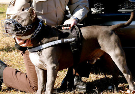 Nylon American Pit Bull Terrier Harness for Tracking Activity