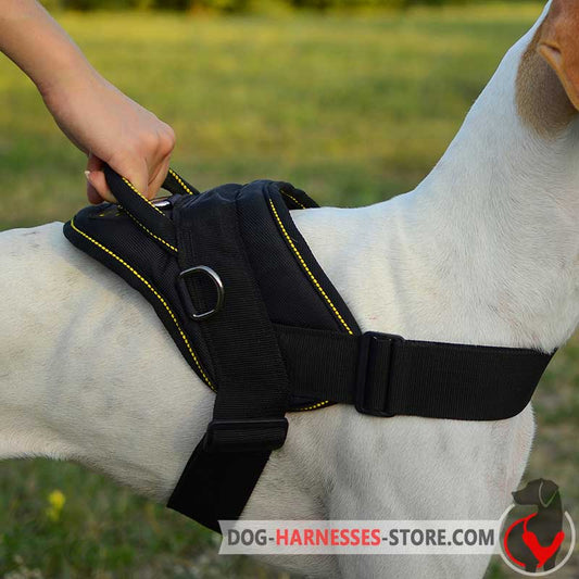 Nylon Argentine Dogo Harness for Pulling/Tracking