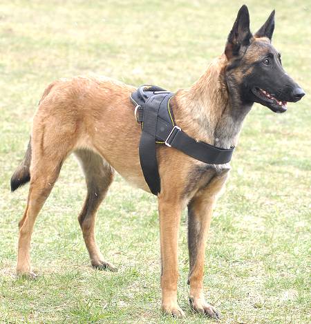 Nylon Belgian Malinois Harness for Tracking/Pulling