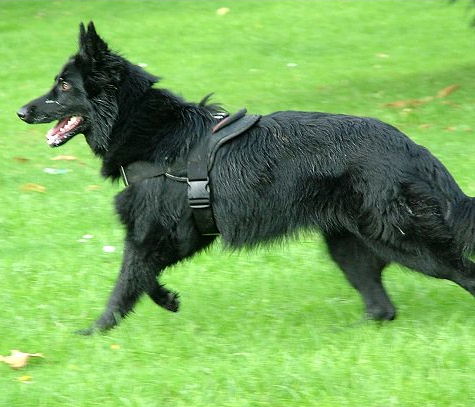 Nylon Belgian Sheepdog Harness for Pulling/Walking/Training