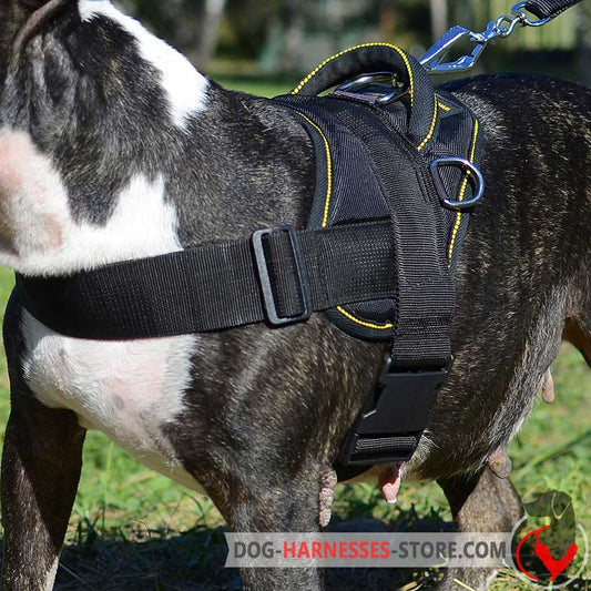 Nylon  Bernese Mountain Dog Harness for Tracking/Pulling and Everyday Walks