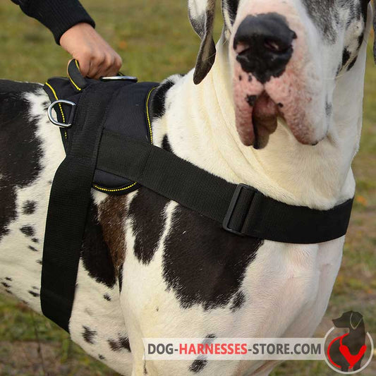 Nylon Fila Brasileiro Harness for Walking