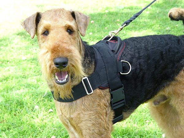 Nylon Multi-Purpose Airedale Terrier Harness for Tracking/Pulling