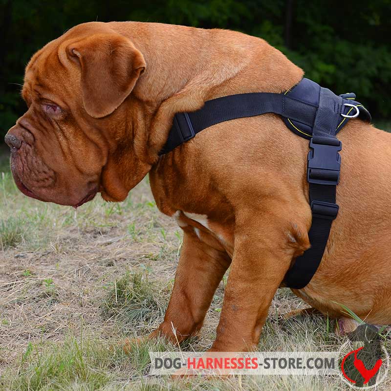 Nylon Multi-Purpose Dogue de Bordeaux Harness for Tracking/Pulling