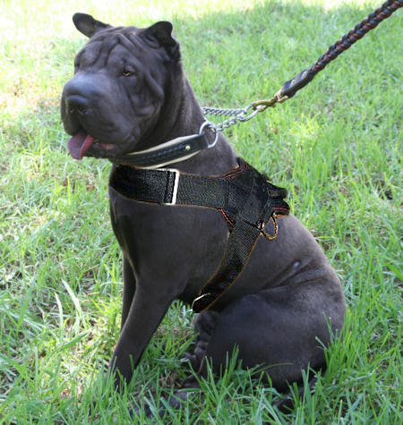 Nylon multipurpose Shar Pei  harness for pulling