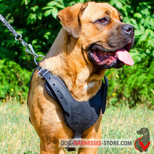 Padded Cane Corso  Harness for Pulling