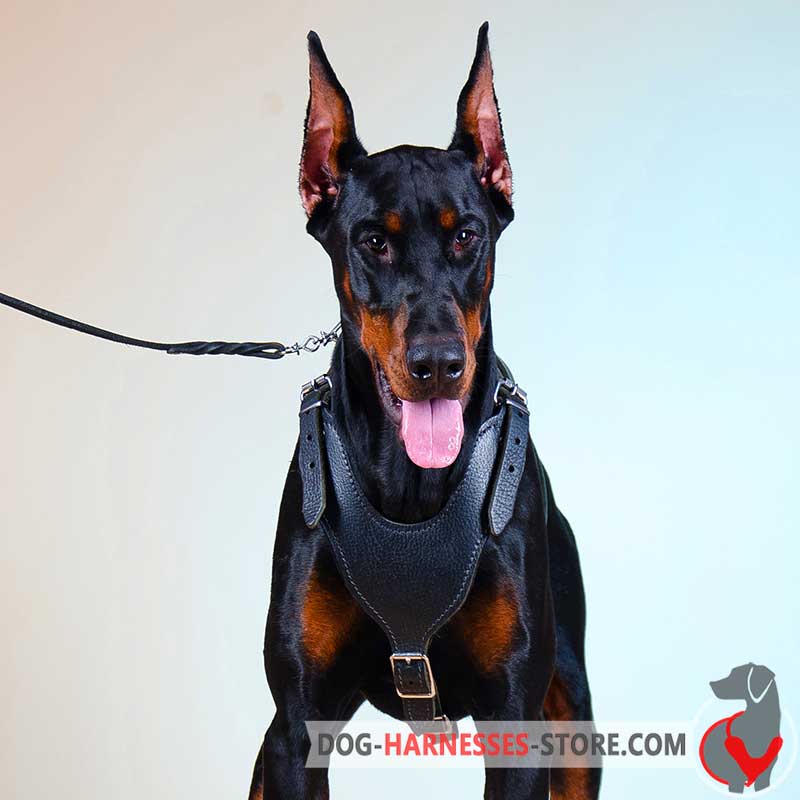 Padded Doberman Harness for Walking/Training