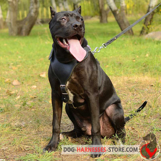 Padded Pitbull Harness for Safe Walking and Training