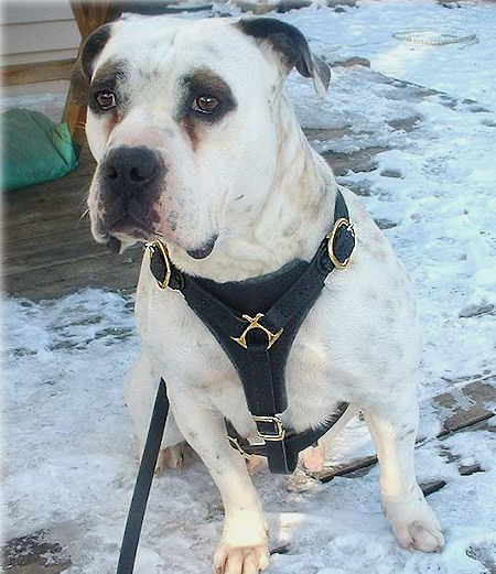 Padded Staffordshire Bull Terrier Harness for  Tracking and Walking