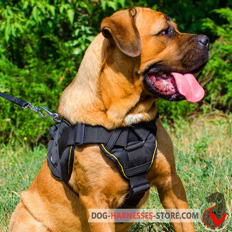 Practical Cane Corso Harness for Walking and Tracking