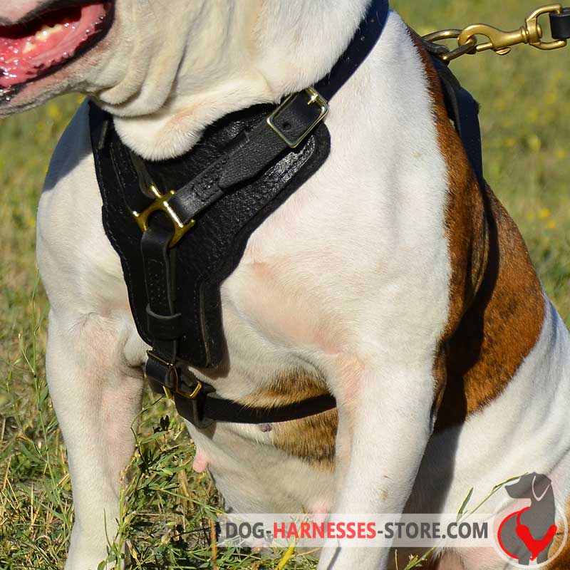 Practical Leather Border Collie Harness for Attack/Agitation Work