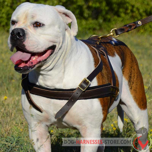 Pulling Leather Dog Harness for American Bulldog