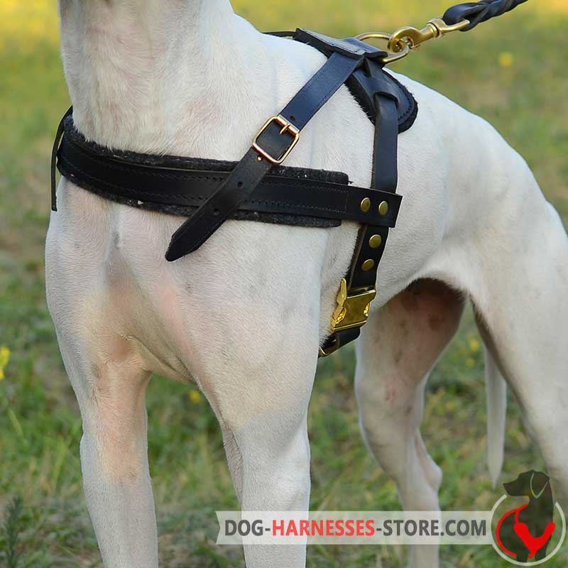 English mastiff harness best sale