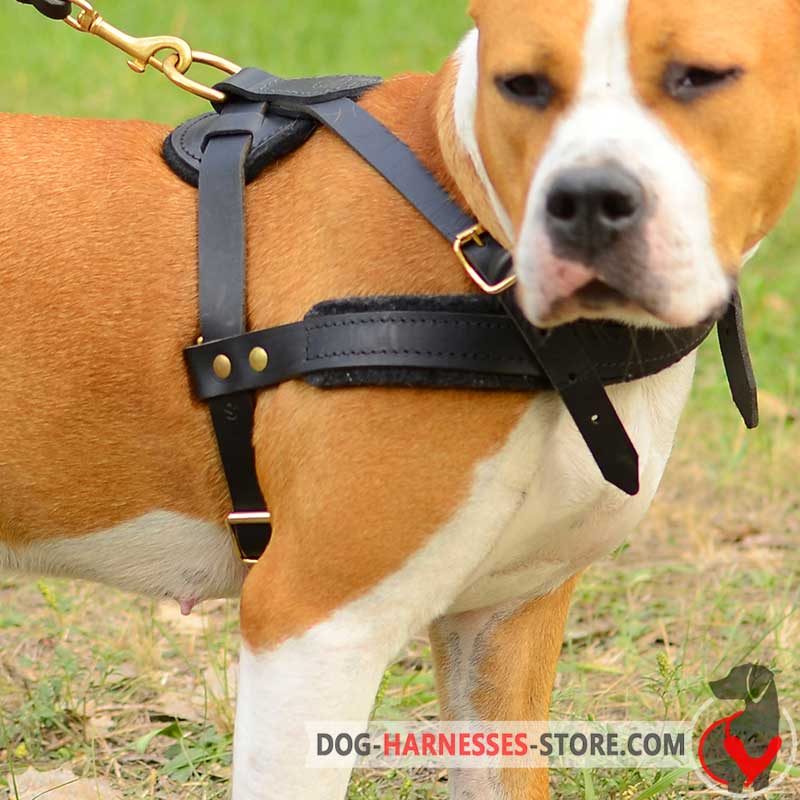 Pulling Leather Pyrenean Mastiff Harness