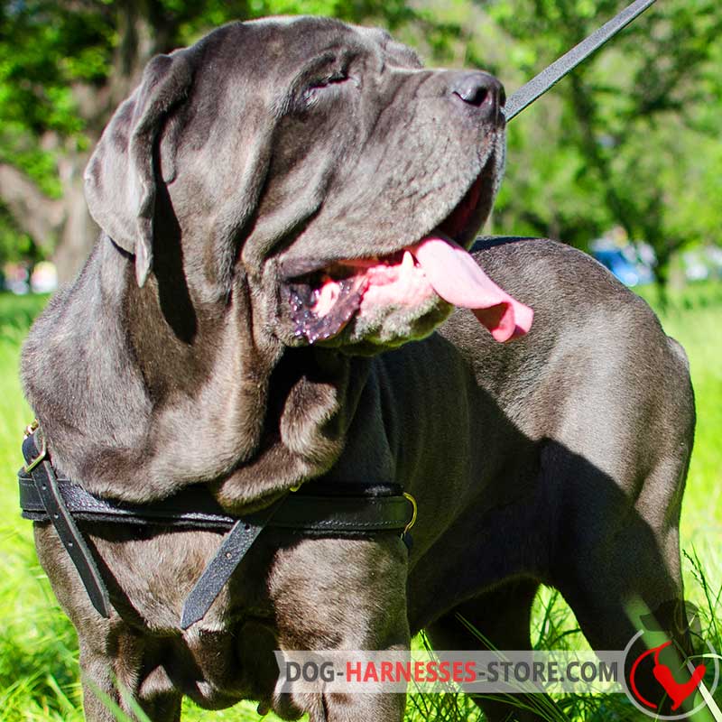 Pulling/Tracking/Walking Neapolitan Mastiff Harness