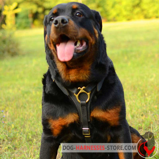 Rottweiler Harness for Walking, Training and Tracking