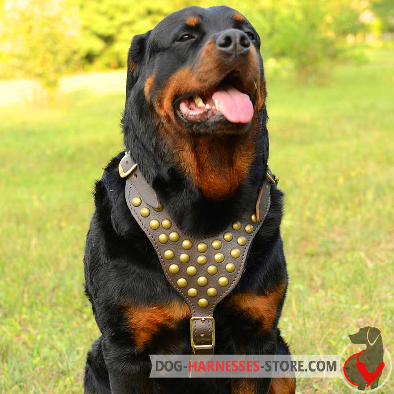 Rottweiler Harness with Studs