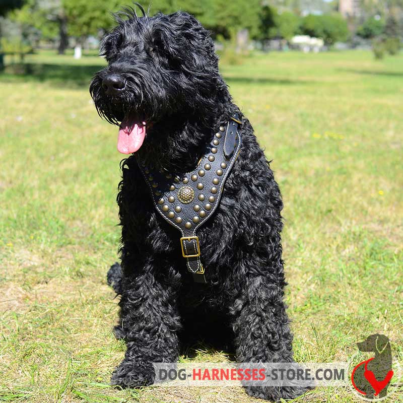 Royal Black Russian Terrier Harness with Exclusive Design