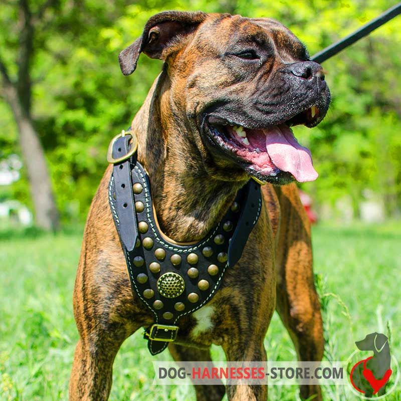 Royal Boxer Harness - Exclusive Design Studded Harness