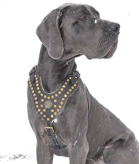 Royal Great Dane  Harness Decorated wth Brass Studs