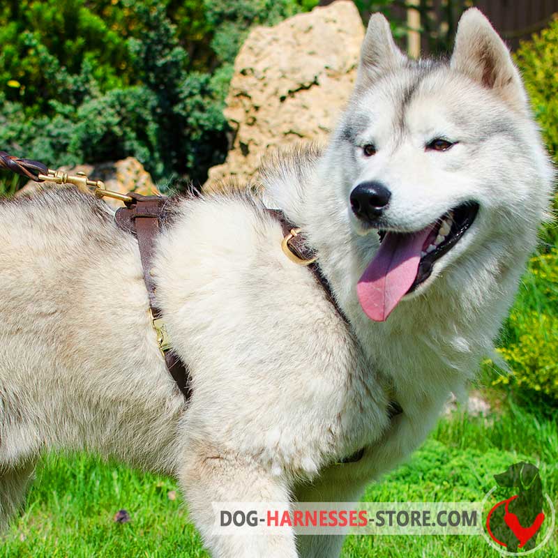 Siberian Husky Handcrafted Dog Harness for Tracking and Walking