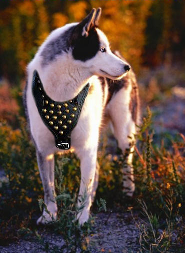 Siberian Husky Studded Walking Dog Harness