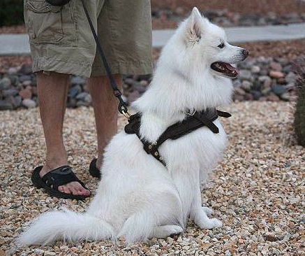 Small Leather Dog Harness for American Eskimo