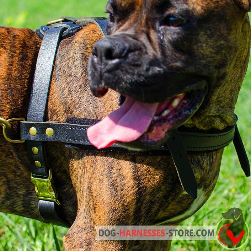 Spanish Mastiff Pulling Leather Dog Harness - Big Dog Harness