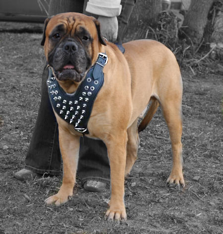 Spiked Leather Bullmastiff Harness with Y-Shaped Chest Plate