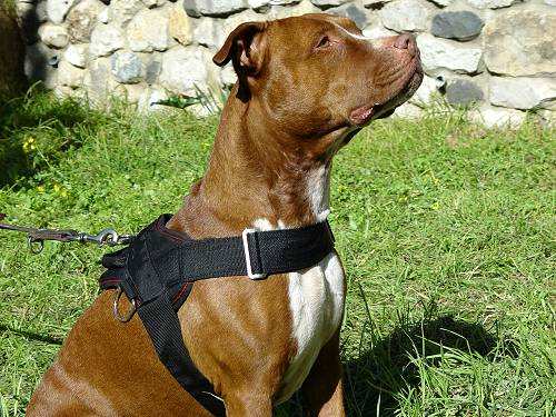 Strong American Pit Bull Terrier  Harness for Tracking and Pulling