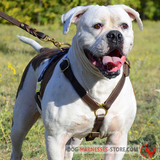 Strong Leather Dog Harness for American Bulldog