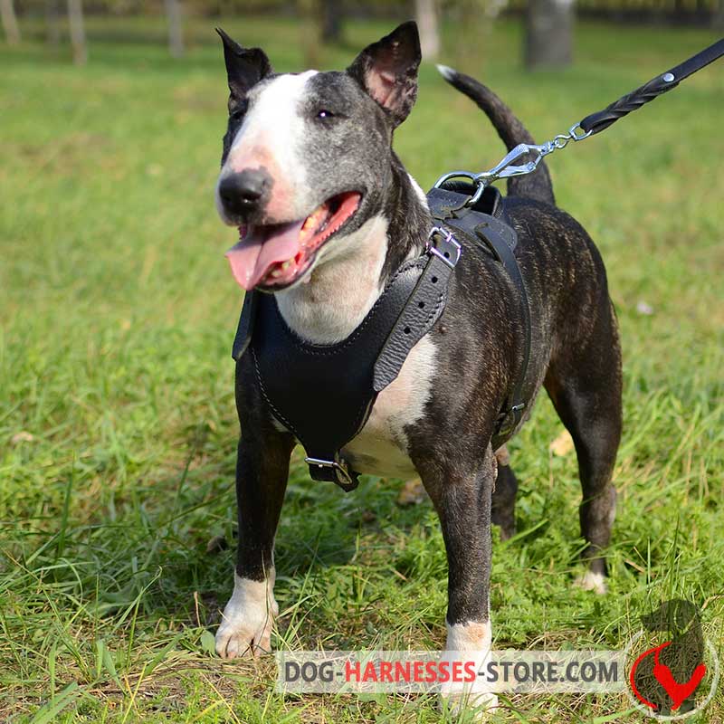 Strong Leather English Bull Terrier Harness for Attack/Agitation Work