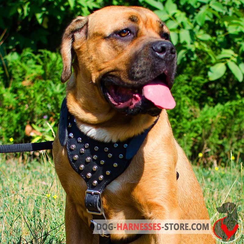 Studded Cane Corso Harness With Pyramids