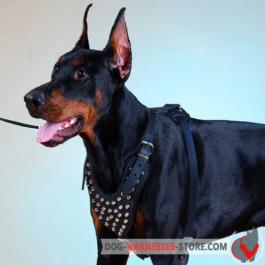 Studded Doberman Harness With Pyramids