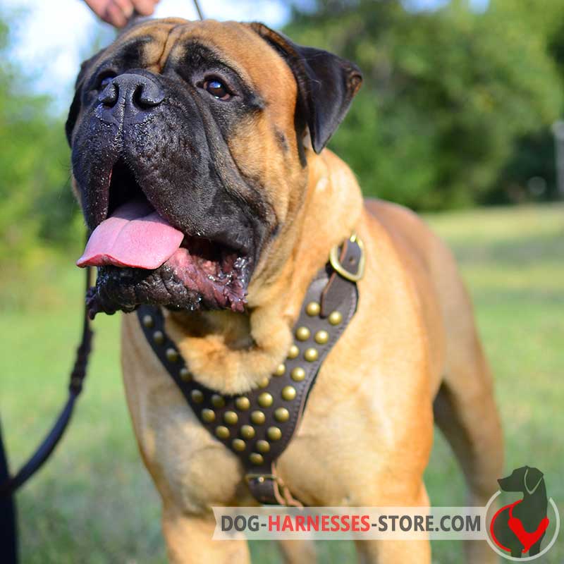 Studded Leather Bullmastiff Harness