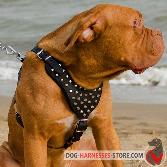 Studded Leather Dogue de Bordeaux Harness for Walking