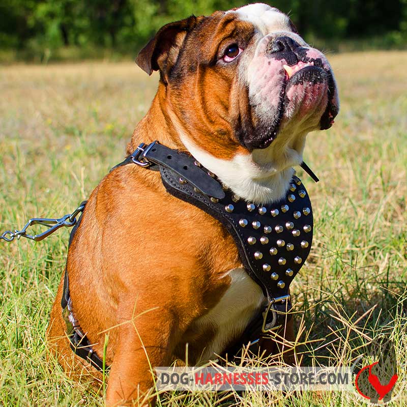 Studded Leather English Bulldog Harness With Pyramids