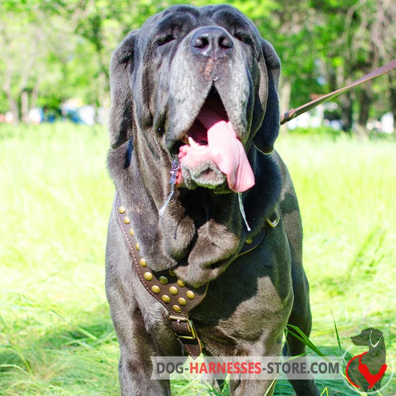 Studded Leather Mastiff Neapolitan Harness for Walking