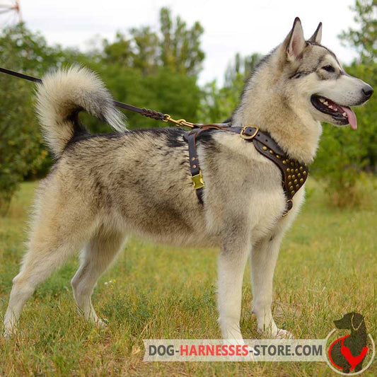 Studded Walking Alaskan Malamute Harness