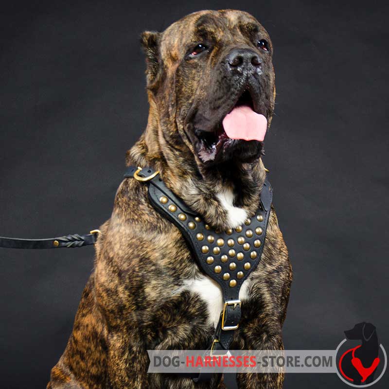 Studded Walking Cane Corso Harness