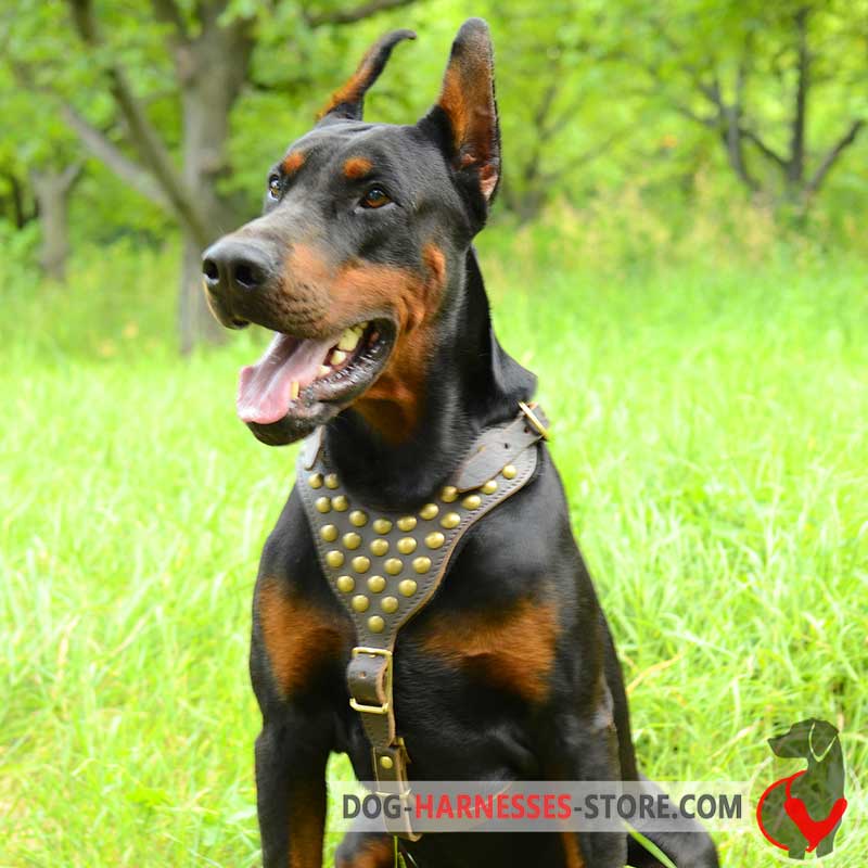 Studded Walking Doberman harness