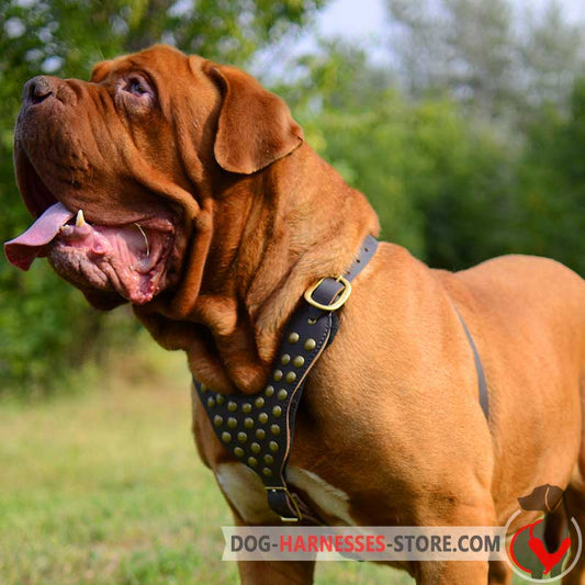 Studded Walking Dogue de Bordeaux Harness