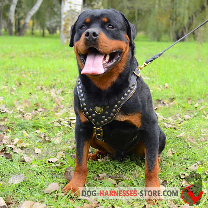 Studded Walking Leather Rottweiler Harness