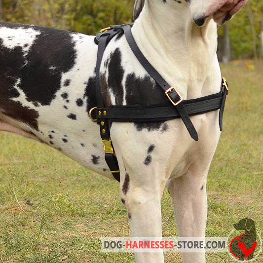 Super Comfortable Pulling/Tracking Leather Pointer Harness