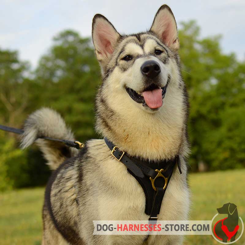 Tracking and Walking Leather Alaskan Malamute Harness