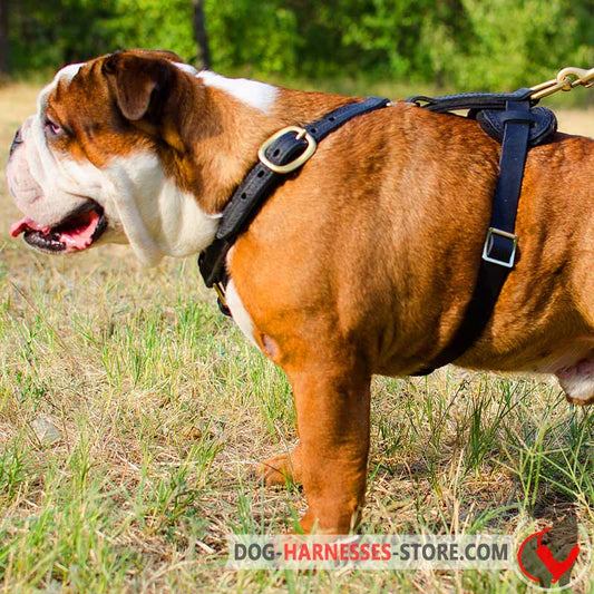 Tracking English Bulldog harness for training