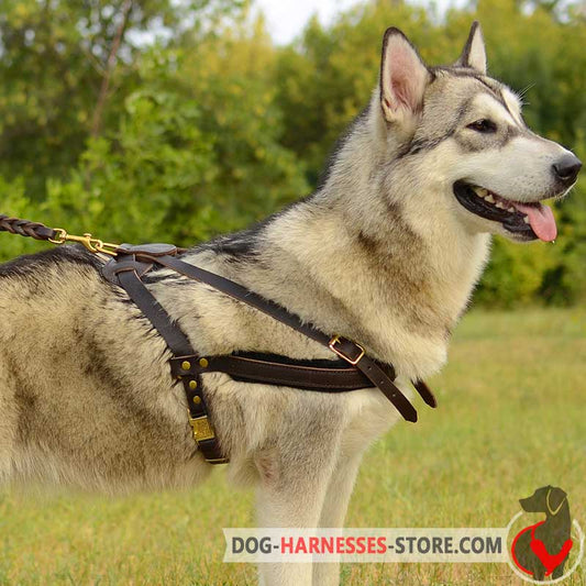 Tracking /Pulling Alaskan Malamute Leather Dog Harness