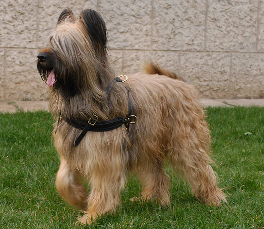 Tracking/Pulling Leather Briard Harness