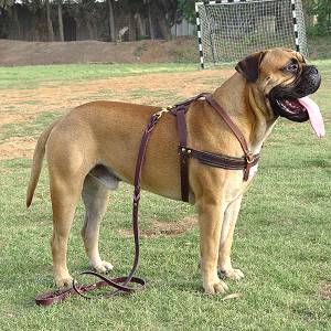 Tracking/Pulling Leather Bullmastiff Harness