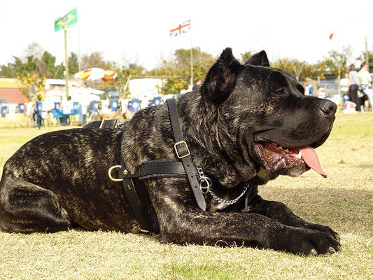 Tracking/Pulling Leather Cane Corso Harness